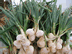 onions