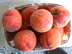 maryland peached are significantly better than any I've eaten